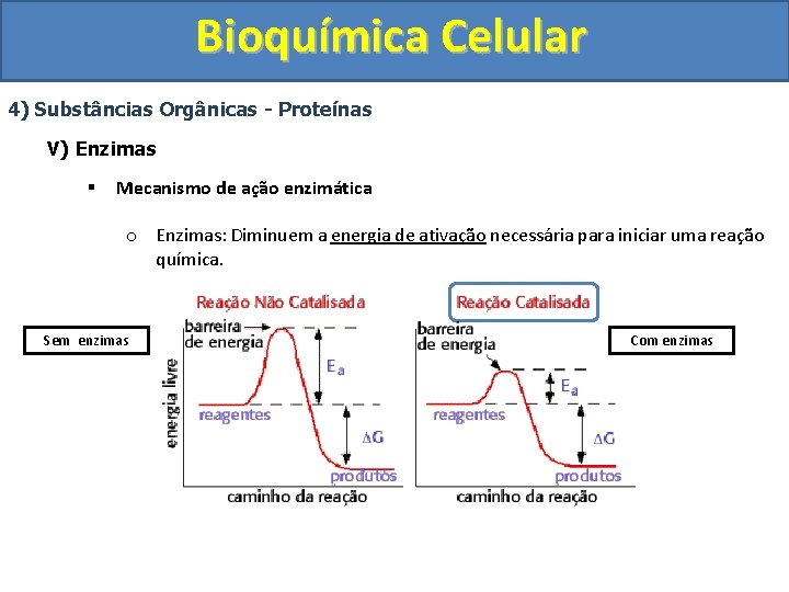 Bioquímica Celular 4) Substâncias Orgânicas - Proteínas V) Enzimas § Mecanismo de ação enzimática