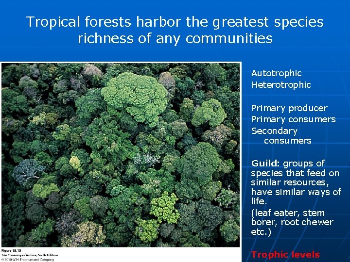 Tropical forests harbor the greatest species richness of any communities Autotrophic Heterotrophic Primary producer
