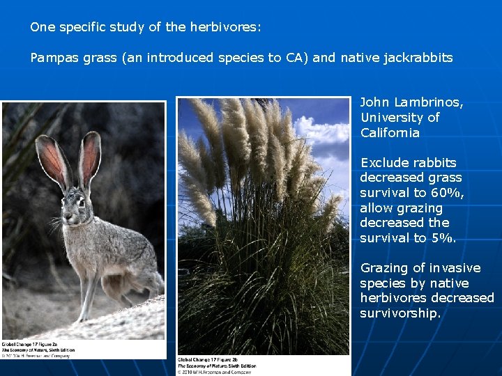One specific study of the herbivores: Pampas grass (an introduced species to CA) and