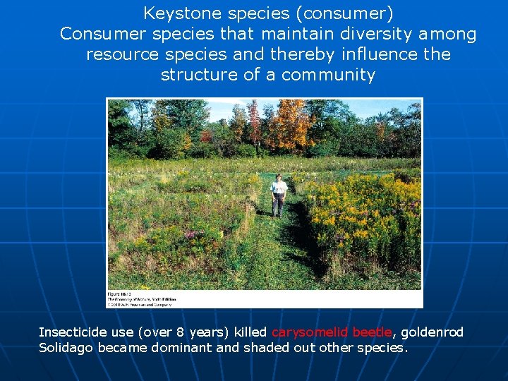 Keystone species (consumer) Consumer species that maintain diversity among resource species and thereby influence