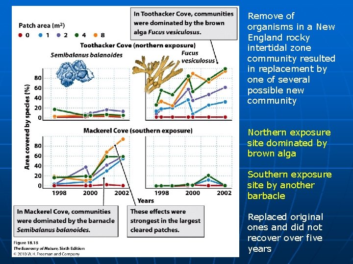 Remove of organisms in a New England rocky intertidal zone community resulted in replacement