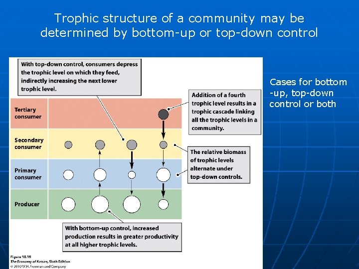 Trophic structure of a community may be determined by bottom-up or top-down control Cases