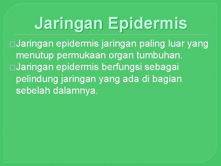 Jaringan Epidermis �Jaringan epidermis jaringan paling luar yang menutup permukaan organ tumbuhan. �Jaringan epidermis