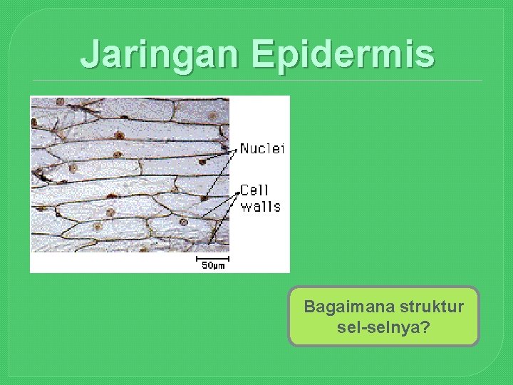 Jaringan Epidermis Bagaimana struktur sel-selnya? 