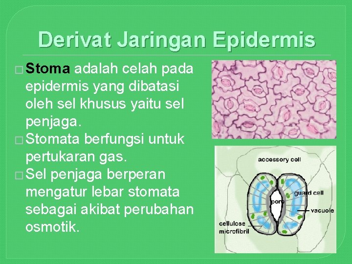 Derivat Jaringan Epidermis � Stoma adalah celah pada epidermis yang dibatasi oleh sel khusus