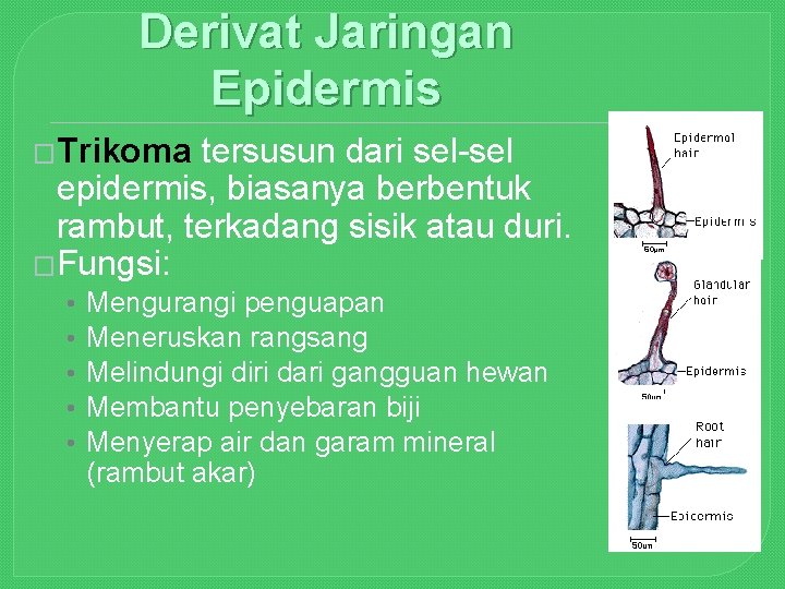 Derivat Jaringan Epidermis �Trikoma tersusun dari sel-sel epidermis, biasanya berbentuk rambut, terkadang sisik atau
