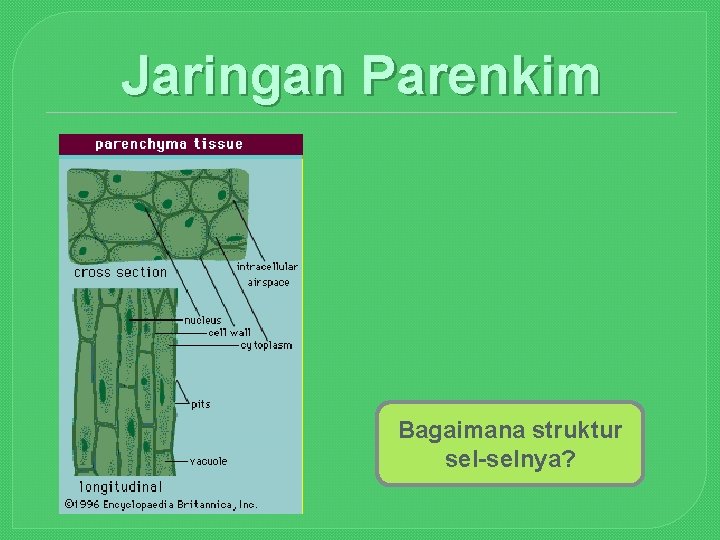 Jaringan Parenkim Bagaimana struktur sel-selnya? 