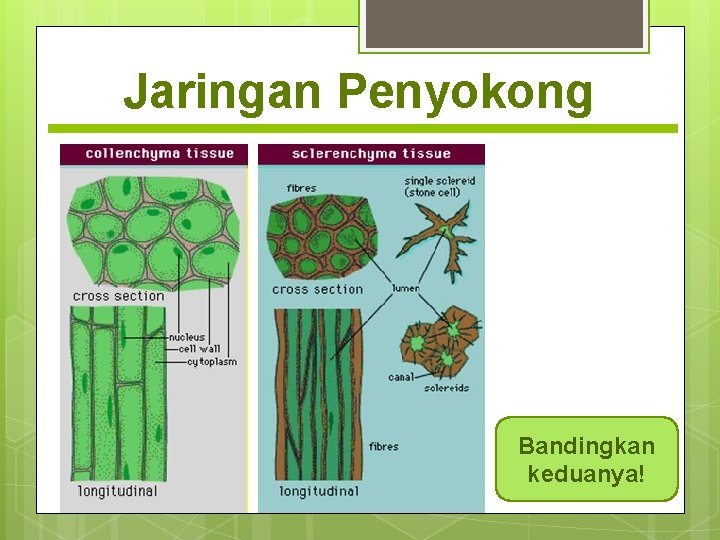 Jaringan Penyokong Bandingkan keduanya! 
