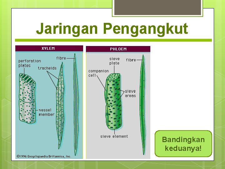 Jaringan Pengangkut Bandingkan keduanya! 
