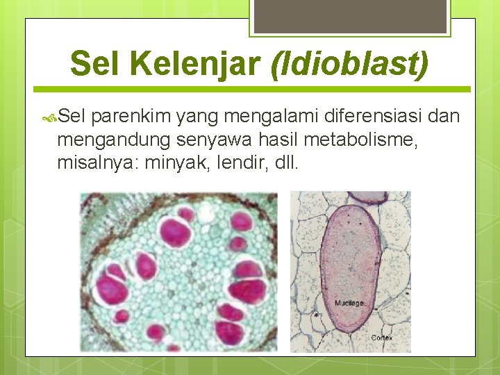Sel Kelenjar (Idioblast) Sel parenkim yang mengalami diferensiasi dan mengandung senyawa hasil metabolisme, misalnya: