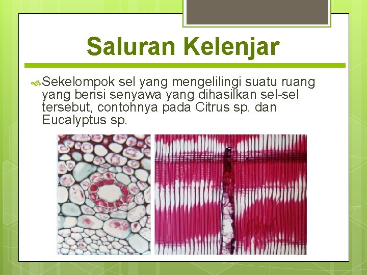 Saluran Kelenjar Sekelompok sel yang mengelilingi suatu ruang yang berisi senyawa yang dihasilkan sel-sel