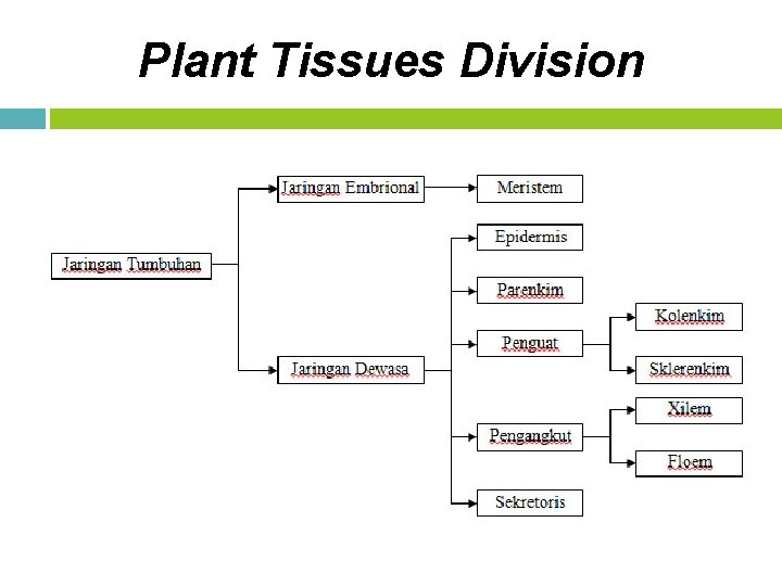 Plant Tissues Division 