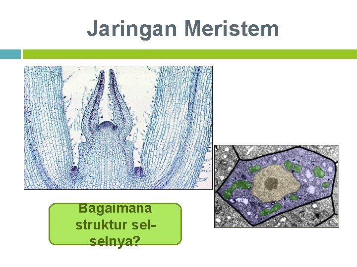 Jaringan Meristem Bagaimana struktur selselnya? 