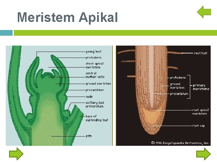 Meristem Apikal 