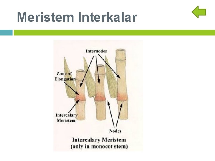 Meristem Interkalar 