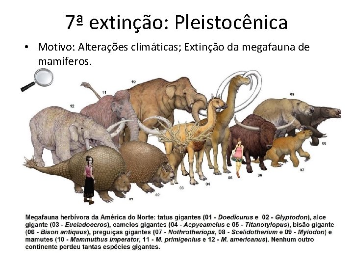 7ª extinção: Pleistocênica • Motivo: Alterações climáticas; Extinção da megafauna de mamíferos. 