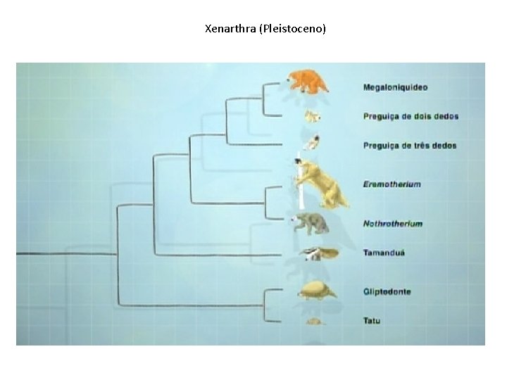 Xenarthra (Pleistoceno) 