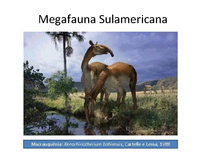 Megafauna Sulamericana Macrauquênia: Xenorhinotherium bahiensis, Cartelle e Lessa, 1988 