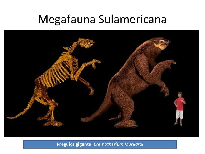 Megafauna Sulamericana Preguiça gigante: Eremotherium laurilardi 