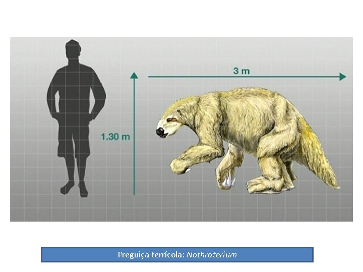 Preguiça terrícola: Nothroterium 