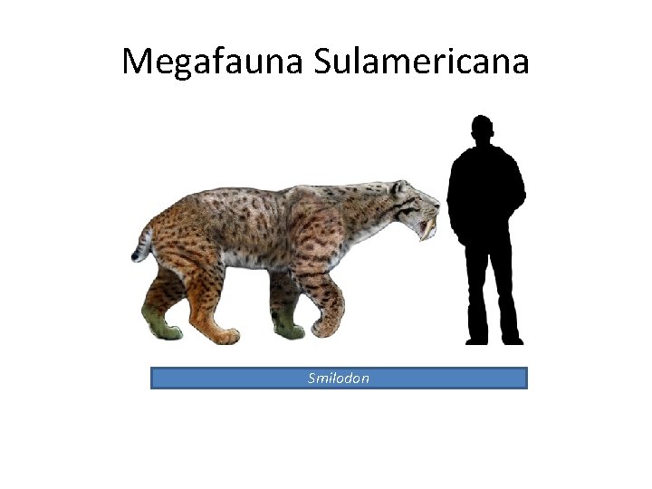 Megafauna Sulamericana Smilodon 