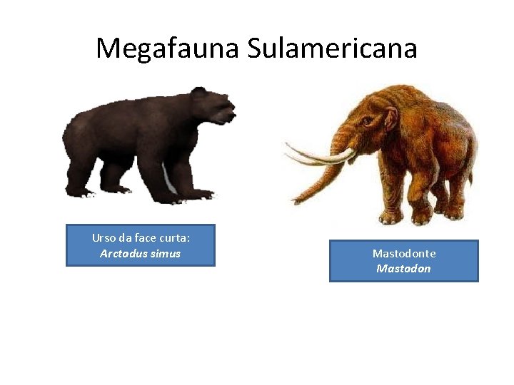 Megafauna Sulamericana Urso da face curta: Arctodus simus Mastodonte Mastodon 