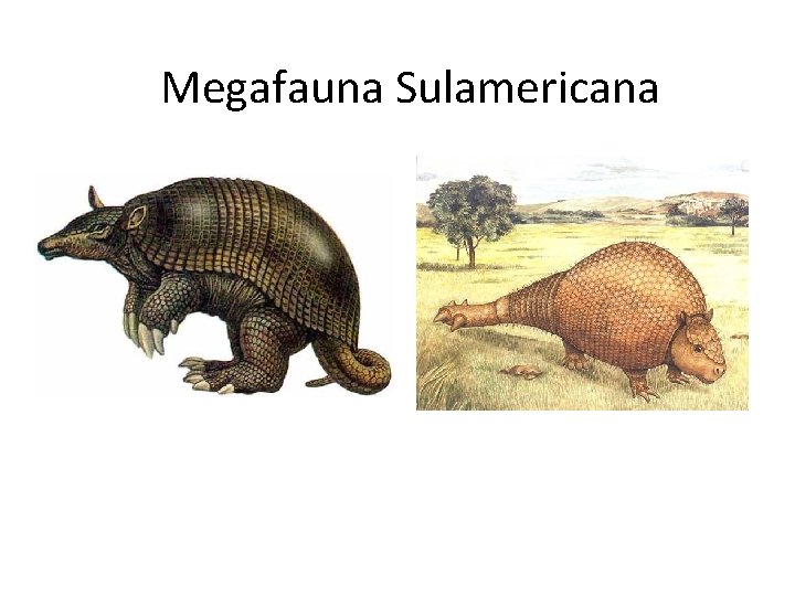 Megafauna Sulamericana 
