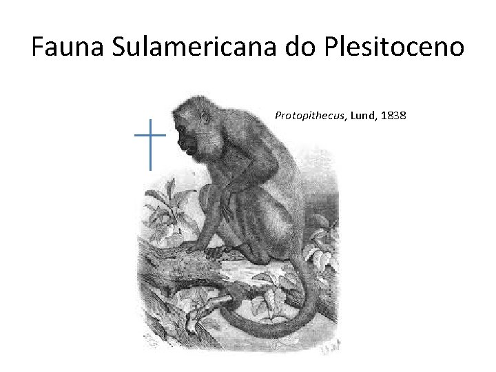 Fauna Sulamericana do Plesitoceno Protopithecus, Lund, 1838 