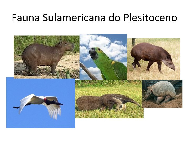 Fauna Sulamericana do Plesitoceno 