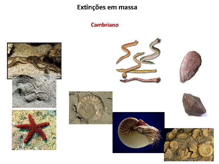 Extinções em massa Cambriano 