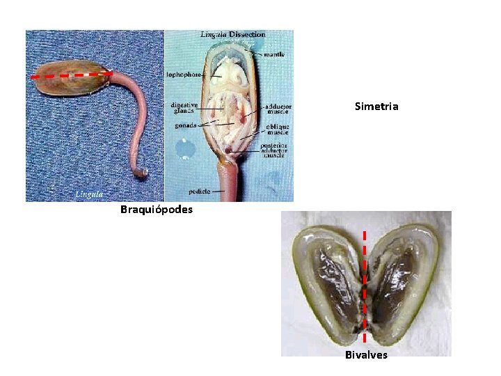 Simetria Braquiópodes Bivalves 