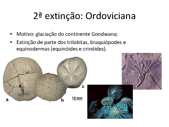 2ª extinção: Ordoviciana • Motivo: glaciação do continente Gondwana; • Extinção de parte dos