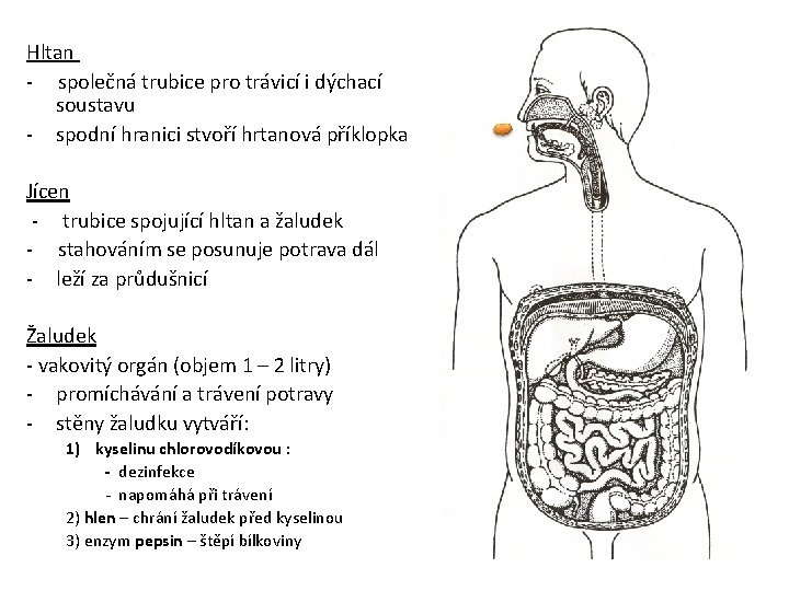 Hltan - společná trubice pro trávicí i dýchací soustavu - spodní hranici stvoří hrtanová