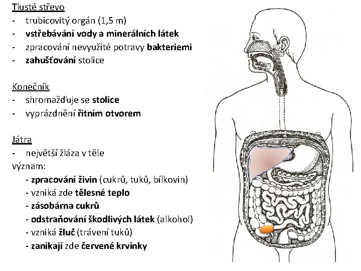 Tlusté střevo - trubicovitý orgán (1, 5 m) - vstřebávání vody a minerálních látek