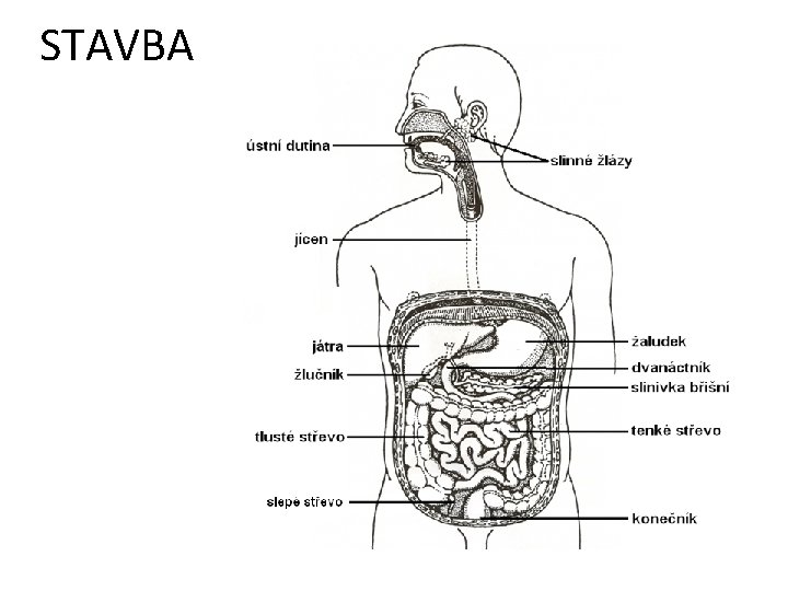 STAVBA 