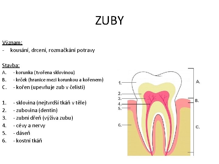 ZUBY Význam: - kousání, drcení, rozmačkání potravy Stavba: A. B. - korunka (tvořena sklovinou)