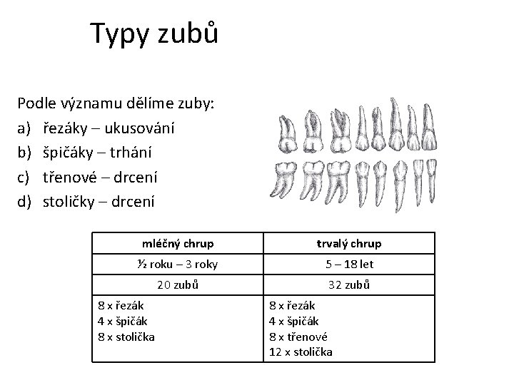 Typy zubů Podle významu dělíme zuby: a) řezáky – ukusování b) špičáky – trhání