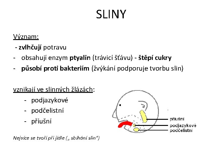 SLINY Význam: - zvlhčují potravu - obsahují enzym ptyalin (trávicí šťávu) - štěpí cukry