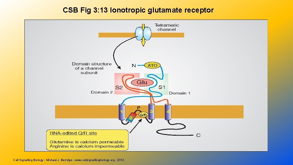 CSB Fig 3: 13 Ionotropic glutamate receptor Cell Signalling Biology - Michael J. Berridge