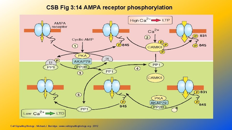 CSB Fig 3: 14 AMPA receptor phosphorylation Cell Signalling Biology - Michael J. Berridge