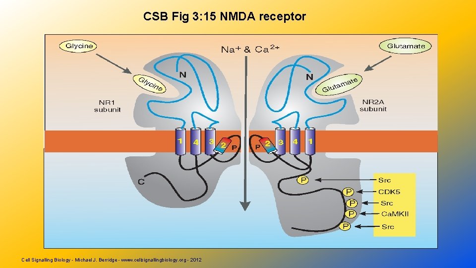 CSB Fig 3: 15 NMDA receptor Cell Signalling Biology - Michael J. Berridge -