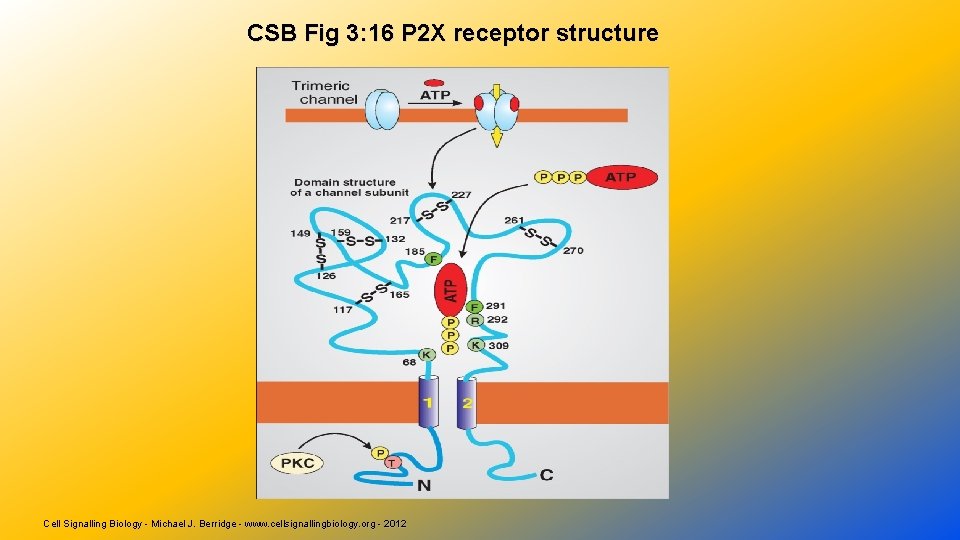 CSB Fig 3: 16 P 2 X receptor structure Cell Signalling Biology - Michael