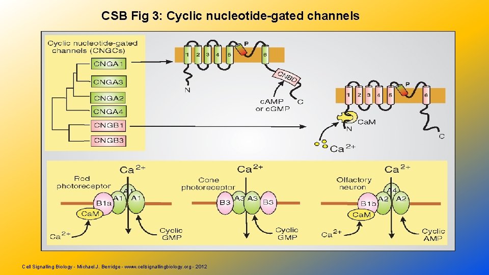 CSB Fig 3: Cyclic nucleotide-gated channels Cell Signalling Biology - Michael J. Berridge -