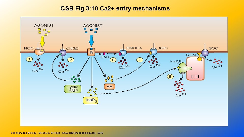 CSB Fig 3: 10 Ca 2+ entry mechanisms Cell Signalling Biology - Michael J.