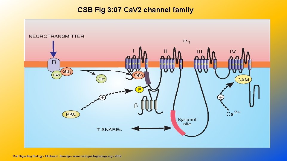 CSB Fig 3: 07 Ca. V 2 channel family Cell Signalling Biology - Michael
