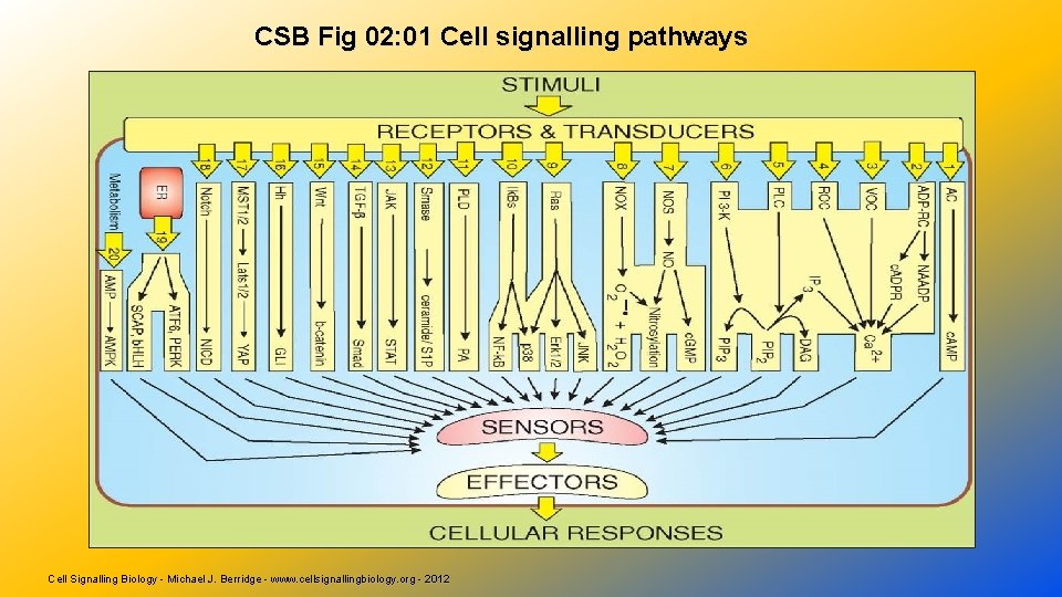 CSB Fig 02: 01 Cell signalling pathways Cell Signalling Biology - Michael J. Berridge