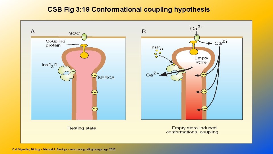 CSB Fig 3: 19 Conformational coupling hypothesis Cell Signalling Biology - Michael J. Berridge