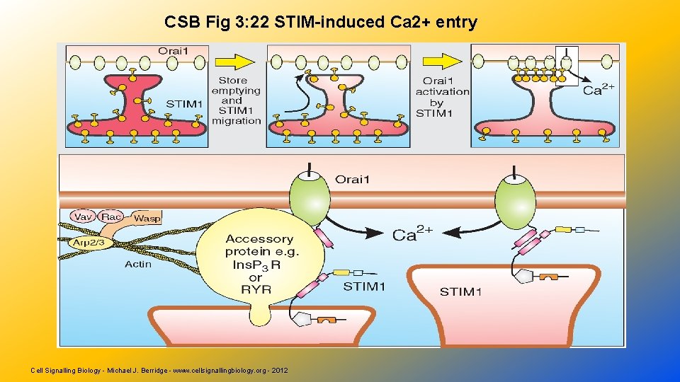 CSB Fig 3: 22 STIM-induced Ca 2+ entry Cell Signalling Biology - Michael J.