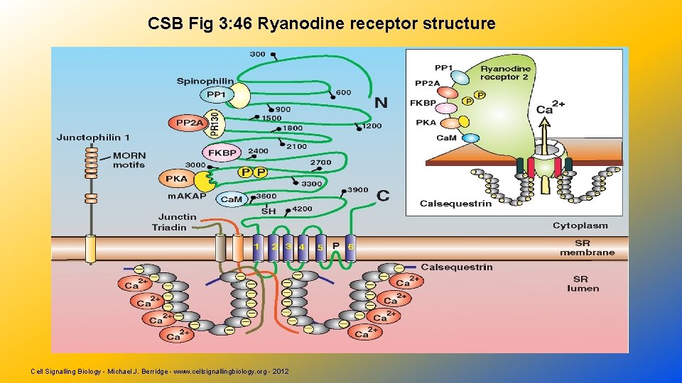 CSB Fig 3: 46 Ryanodine receptor structure Cell Signalling Biology - Michael J. Berridge