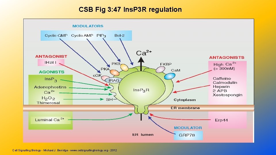 CSB Fig 3: 47 Ins. P 3 R regulation Cell Signalling Biology - Michael